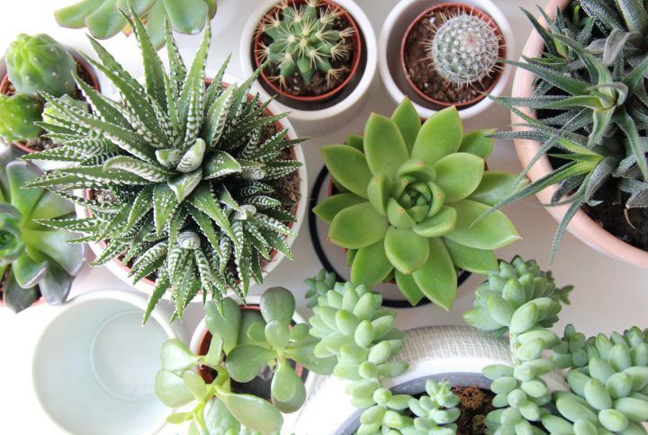 Indoor plants are good for health.