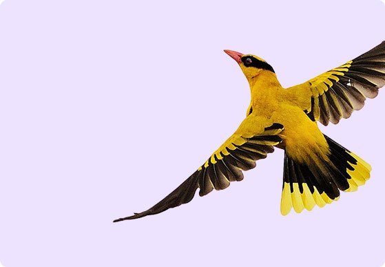 oiseaux de couleur jaune qui vole