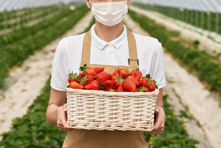 Grow organic strawberries
